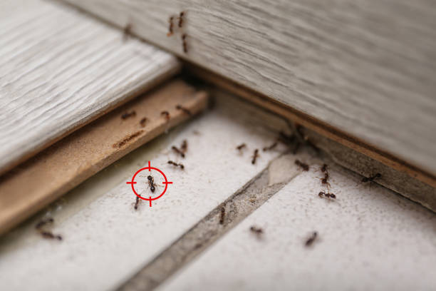 Best Mosquito Control Services  in Belleville, WI