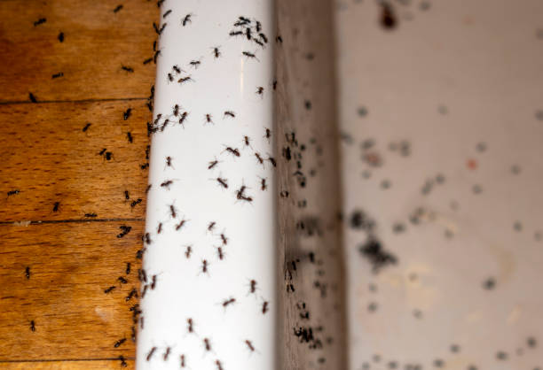 Pest Control Cost in Belleville, WI